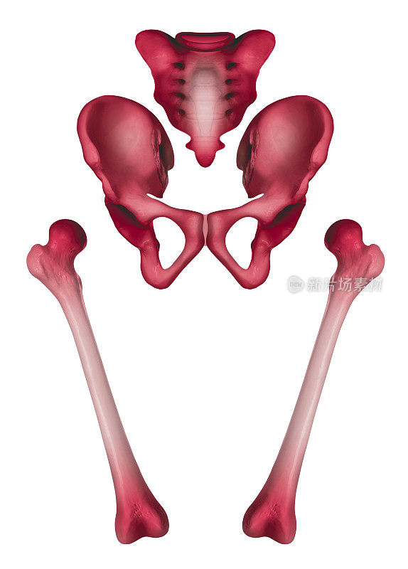 分离人体髋骨和股骨前视图疼痛区域红色高亮- 3D医学和生物医学插图-医疗保健-人体解剖学和医学概念-孤立的白色背景。